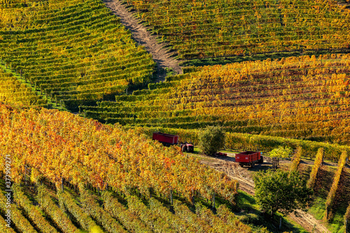Beautiful autumnal vineyards on the hills of Langhe  Italy.