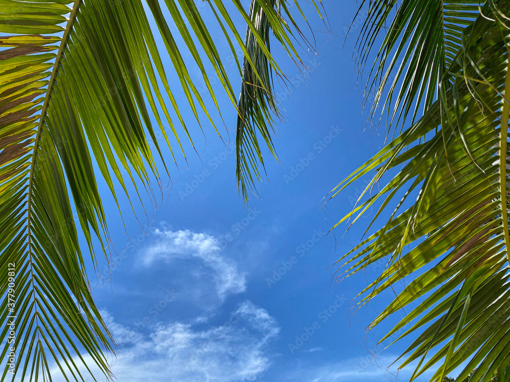 Fototapeta premium The coconut branch under the blue sky with cloud in Koh Tao Island, Thailand