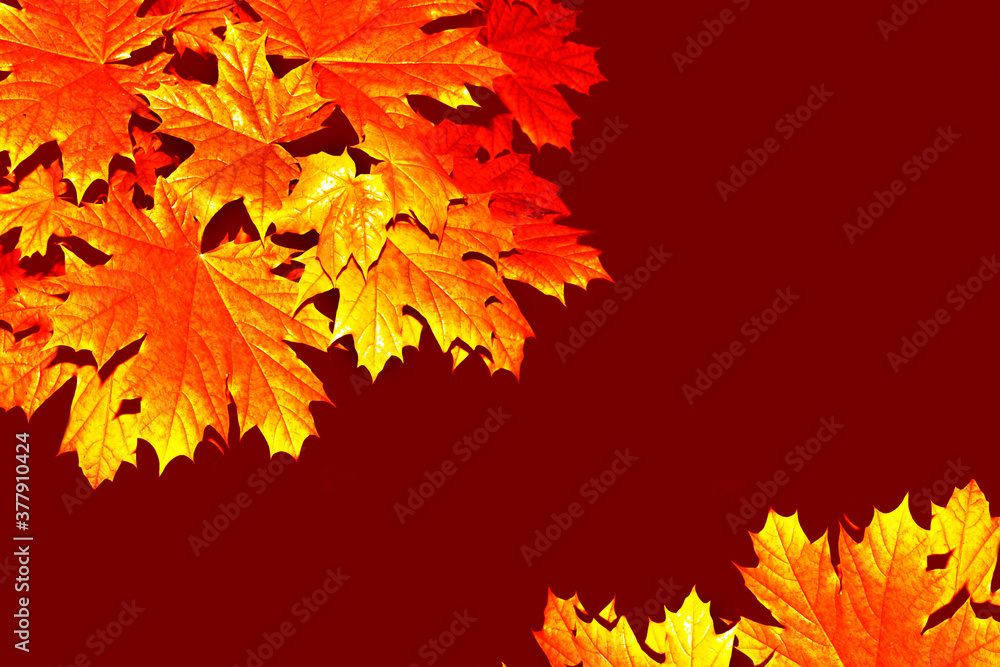 autumn landscape with bright colorful foliage. Indian summer. autumn landscape with bright colorful foliage. Indian summer.