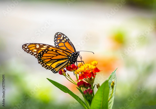 Monarch butterfly,Danaus plexippus © John Anderson