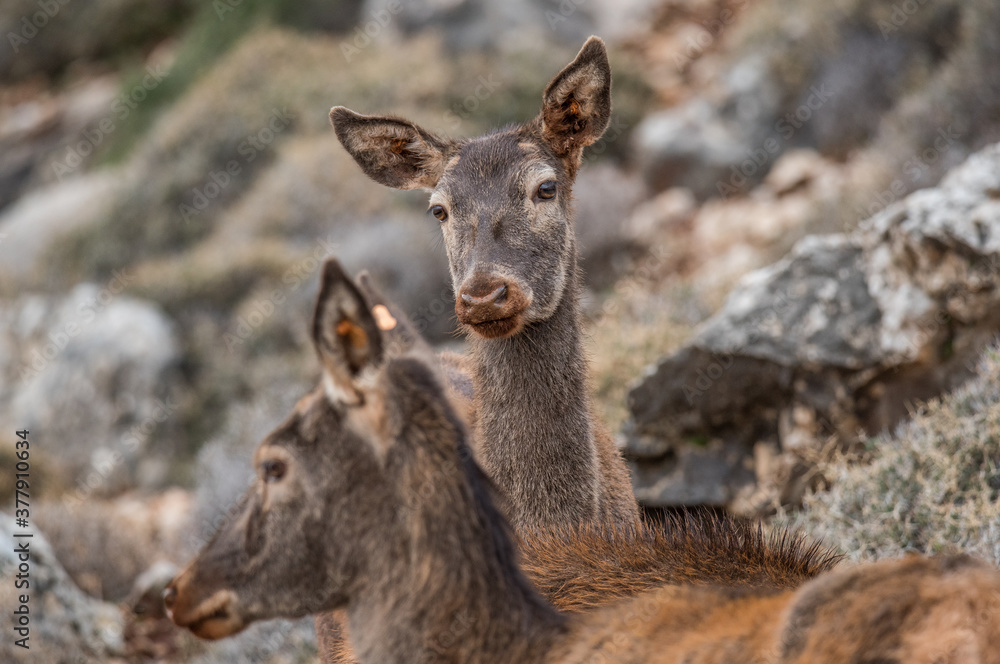 Japanese Sika Deer, wandering the Lebanese wilderness. Japanese Sika Deer, wandering the Lebanese wilderness.
