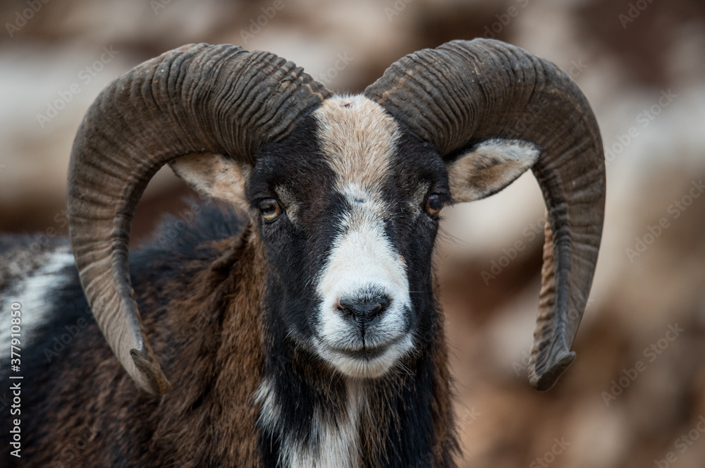 Mouflon Alpine, or Ram sheep, in Lebanese wilderness. Mouflon Alpine, or Ram sheep, in Lebanese wilderness.