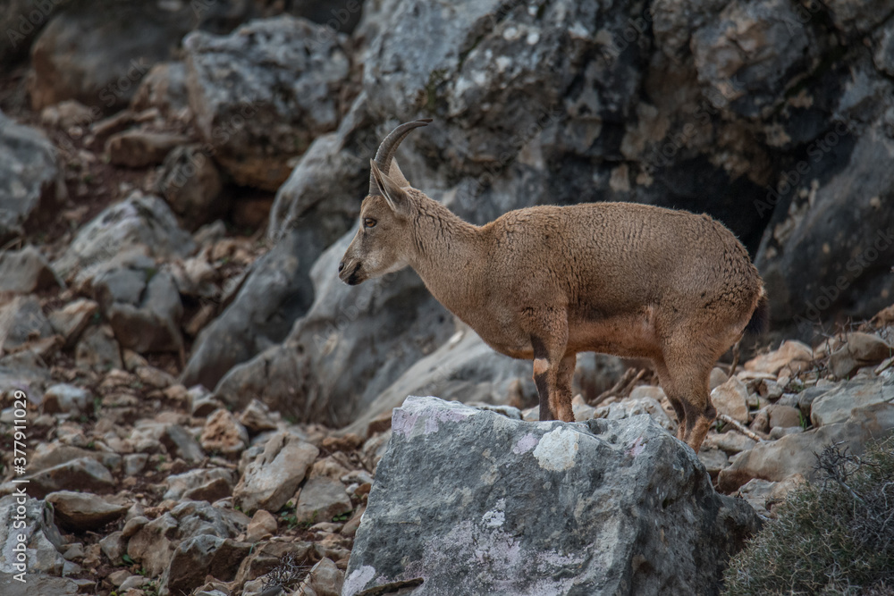 Nubian Ibex, Legendary goat climber, found in Lebanese wilderness. Nubian Ibex, Legendary goat climber, found in Lebanese wilderness.