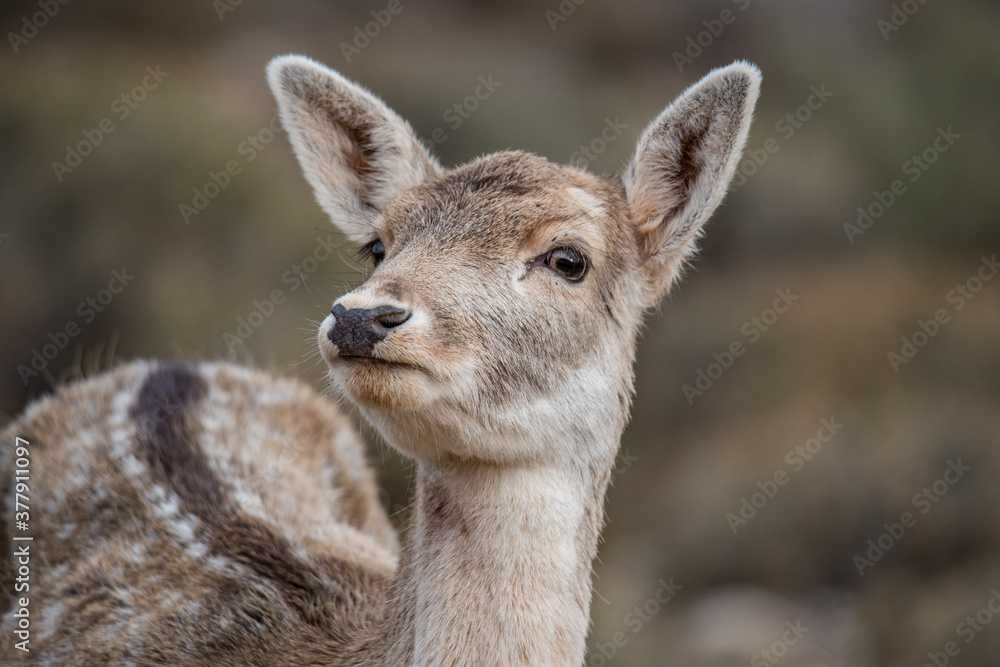 Fallow Deer, Lebanese wilderness winter season. Fallow Deer, Lebanese wilderness winter season.