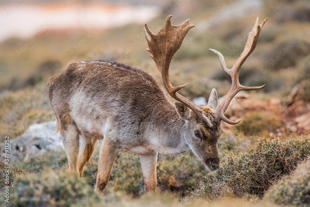 Fallow Deer captured in Lebanese wilderness, in fall season. Fallow Deer captured in Lebanese wilderness, in fall season.
