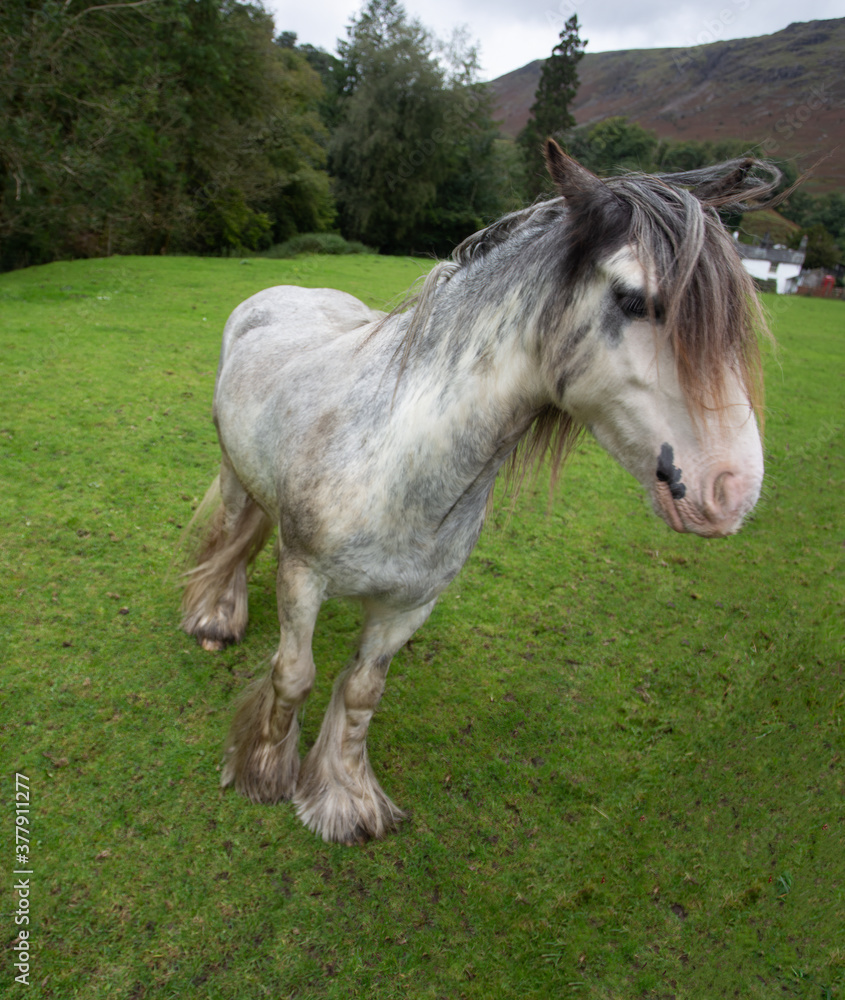 Fototapeta premium Dapple Grey Horse