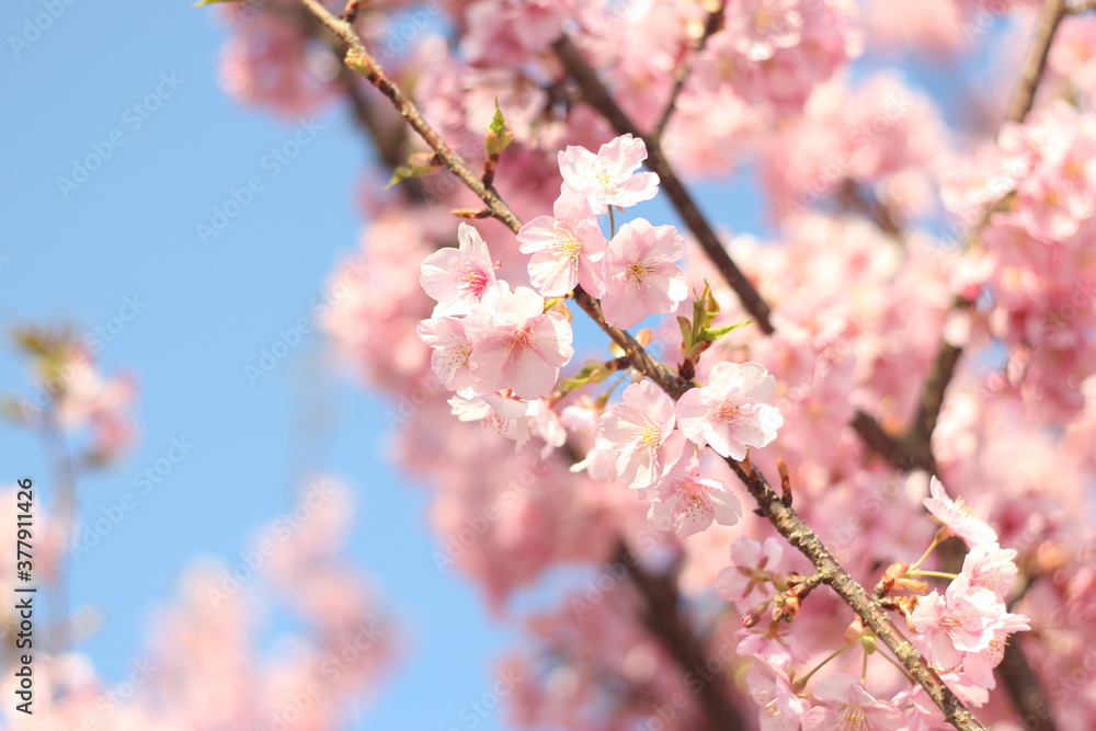Beautiful and lovely pink cherry blossom (Kawazu Zakura) flowers wallpaper background, soft focus, Tokyo, Japan Beautiful and lovely pink cherry blossom (Kawazu Zakura) flowers wallpaper background, soft focus, Tokyo, Japan