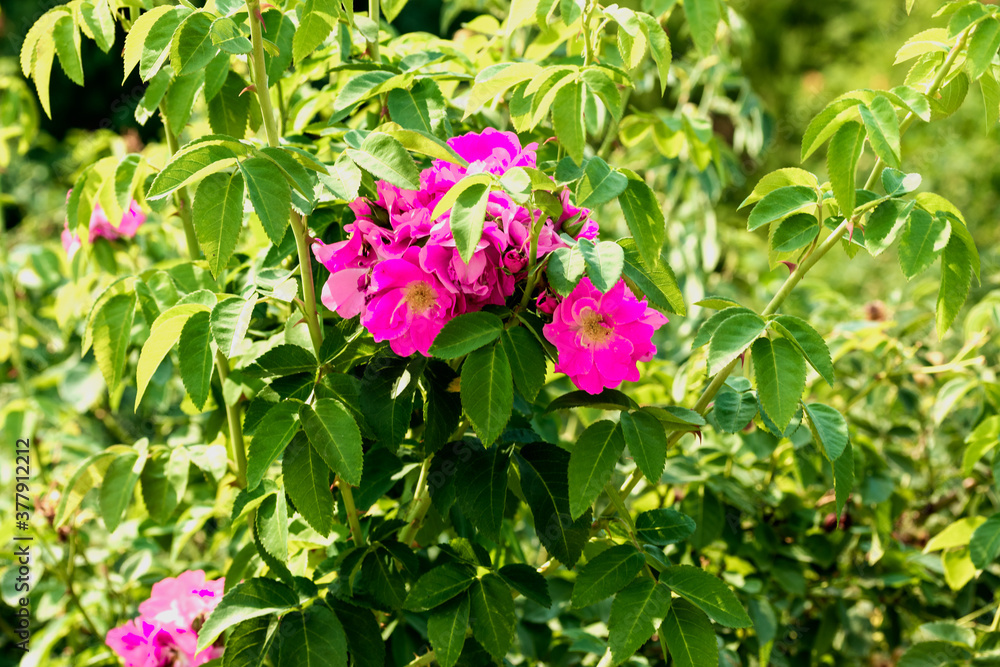 Beautiful flowers with fuchsia-colored petals grow on a green bush. Beautiful flowers with fuchsia-colored petals grow on a green bush.
