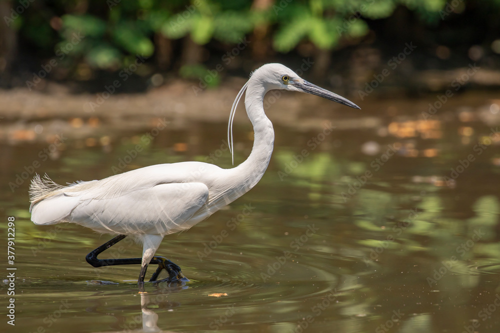 Image of little egret (Egretta garzetta) looking for food in the swamp on nature background. Bird. Animals. Image of little egret (Egretta garzetta) looking for food in the swamp on nature background. Bird. Animals.