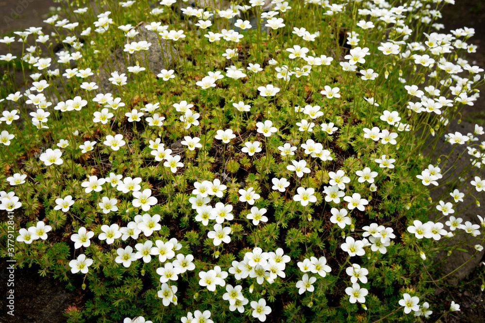 Flowers of Sagina subulata blooms in the garden on a sunny day. Alpine Pearlwort. Flowers of Sagina subulata blooms in the garden on a sunny day. Alpine Pearlwort.