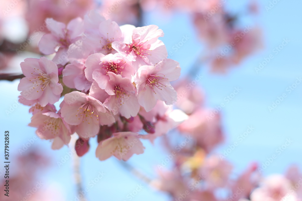 Obraz premium Close up of a bunch of pretty and cute pink cherry blossom flowers (Kawazu Zakura), wallpaper background, soft focus