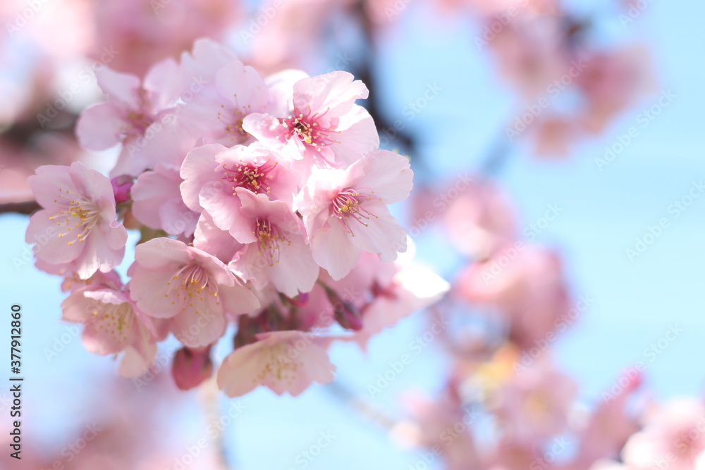 Beautiful and lovely cherry blossoms (Kawazu Zakura) against blue sky, wallpaper background, soft focus