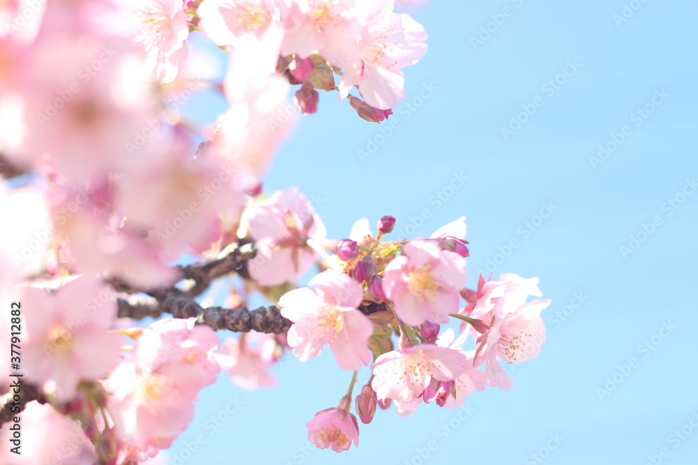 Beautiful pink cherry blossom (kawazu sakura) flowers against blue sky, wallpaper background, Tokyo, Japan