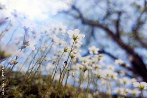 Flowers of Sagina subulata blooms in the garden on a sunny day. Alpine Pearlwort.Small depth of sharpness