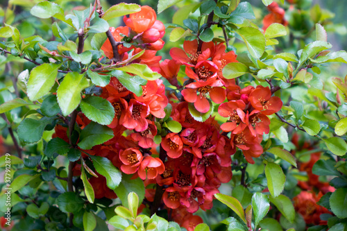 Φωτογραφία .flowering quince bush with scarlet flowers