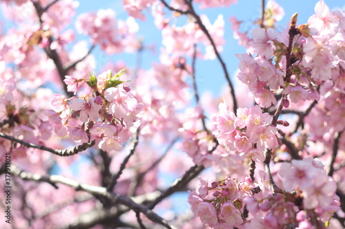 Beautiful and cute pink cherry blossom  sakura  wallpaper background  soft focus