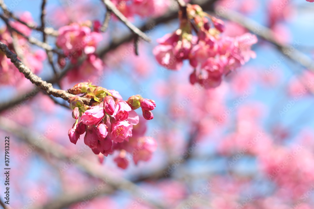 Pretty and cute pink sakura (cherry blossom) flowers wallpaper background, soft focus Pretty and cute pink sakura (cherry blossom) flowers wallpaper background, soft focus