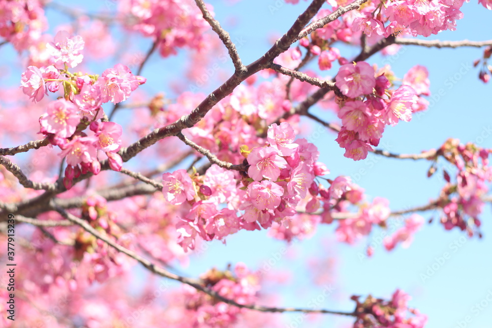 Beautiful little pink cherry blossoms (sakura) wallpaper background, soft focus