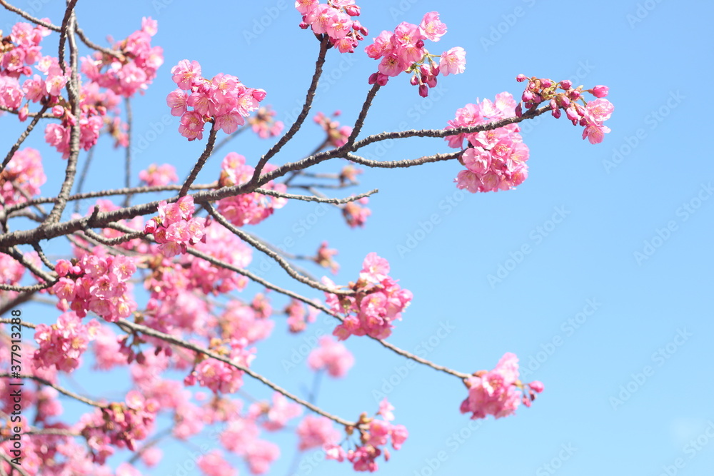 Beautiful pink sakura (cherry blossom) flowers against blue sky, wallpaper background, soft focus