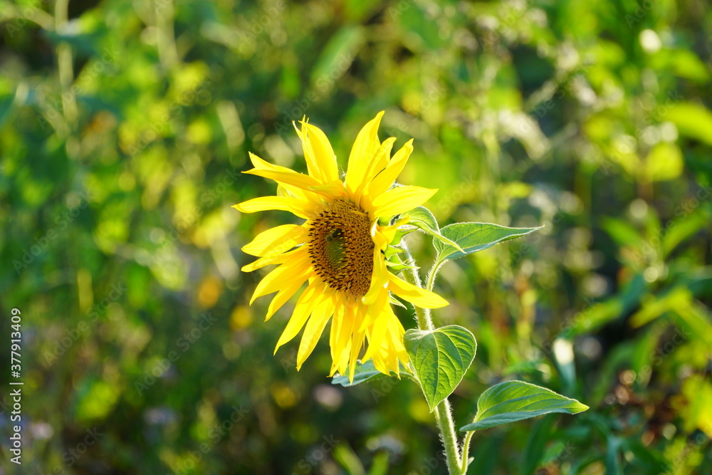Fototapeta premium Sonnenblumen Feld