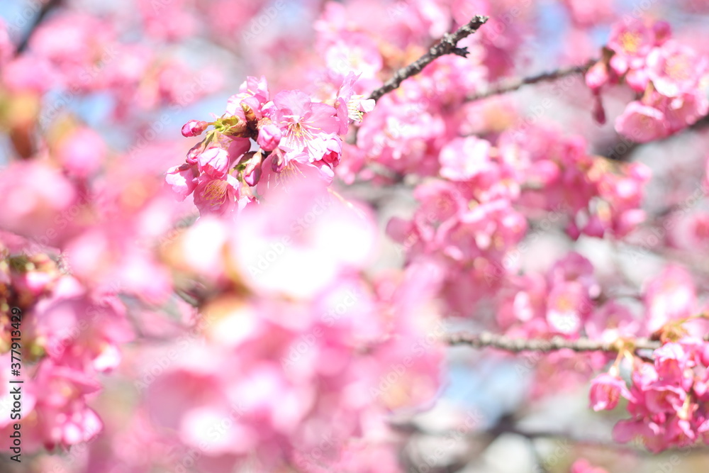 Beautiful and cute pink Kawazu sakura (cherry blossom) flowers against blue sky, wallpaper background, Tokyo, Japan