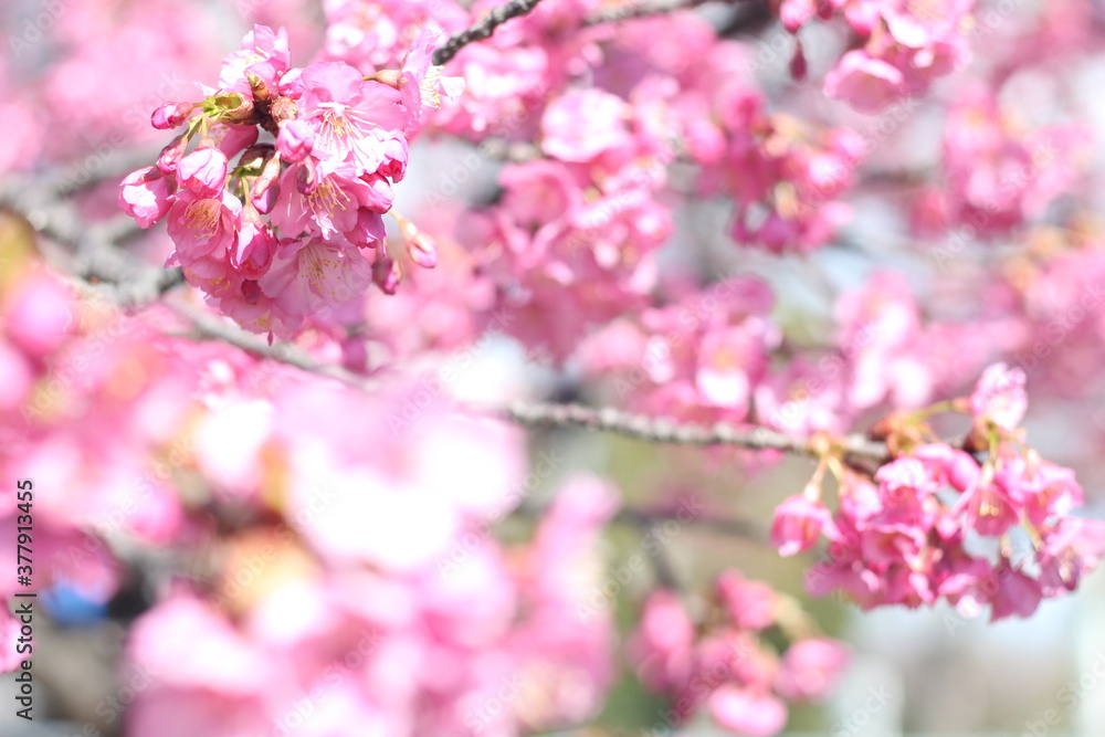 Beautiful and cute pink Kawazu sakura (cherry blossom) flowers against blue sky, wallpaper background, Tokyo, Japan Beautiful and cute pink Kawazu sakura (cherry blossom) flowers against blue sky, wallpaper background, Tokyo, Japan