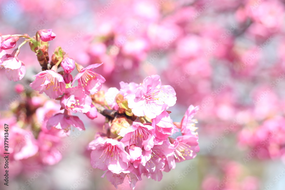 Beautiful and cute pink Kawazu sakura (cherry blossom) flowers against blue sky, wallpaper background, Tokyo, Japan Beautiful and cute pink Kawazu sakura (cherry blossom) flowers against blue sky, wallpaper background, Tokyo, Japan