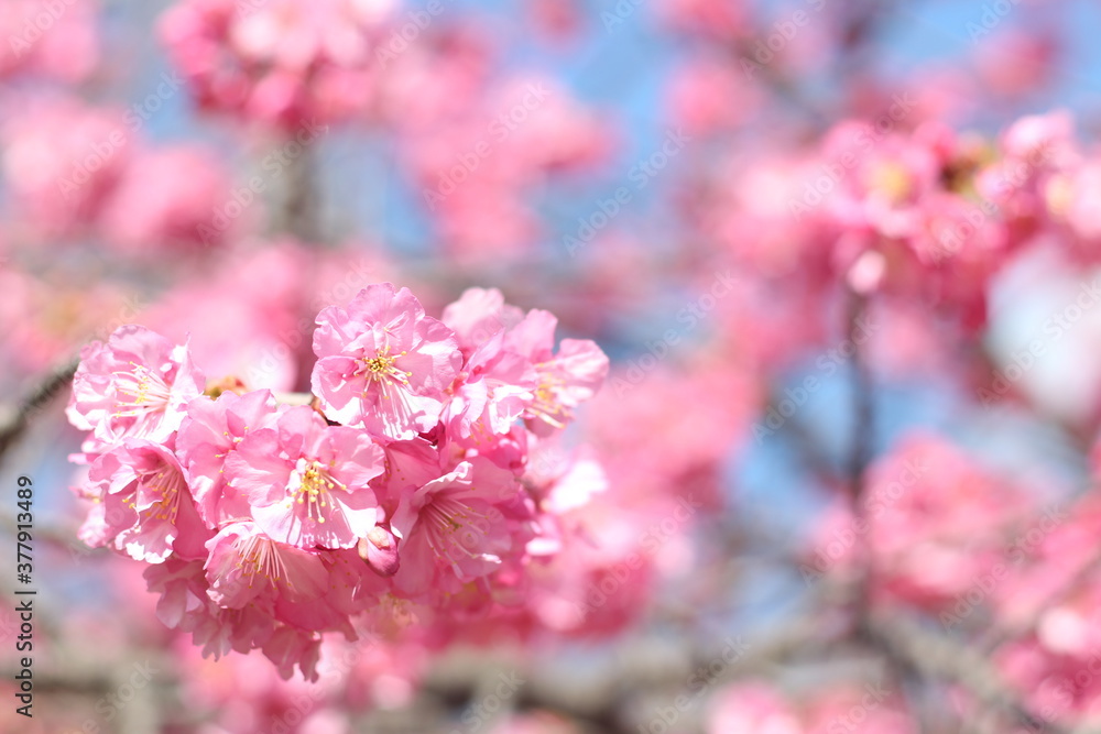 Beautiful and cute pink Kawazu sakura (cherry blossom) flowers against blue sky, wallpaper background, Tokyo, Japan