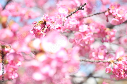 Beautiful and cute pink Kawazu sakura  cherry blossom  flowers against blue sky  wallpaper background  Tokyo  Japan