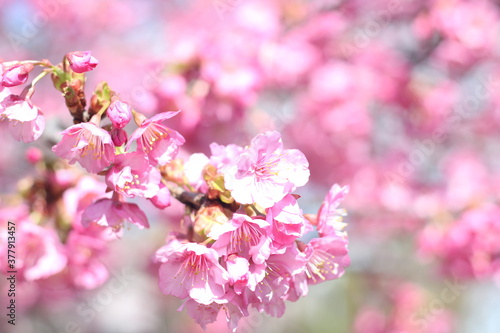 Beautiful and cute pink Kawazu sakura (cherry blossom) flowers against blue sky, wallpaper background, Tokyo, Japan