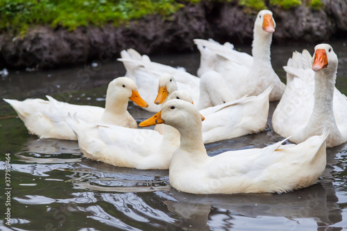 A close-up of a flock of white geese and ducks with orange beaks huddled on the water in a pond on a farm for meat. Domestic bird.