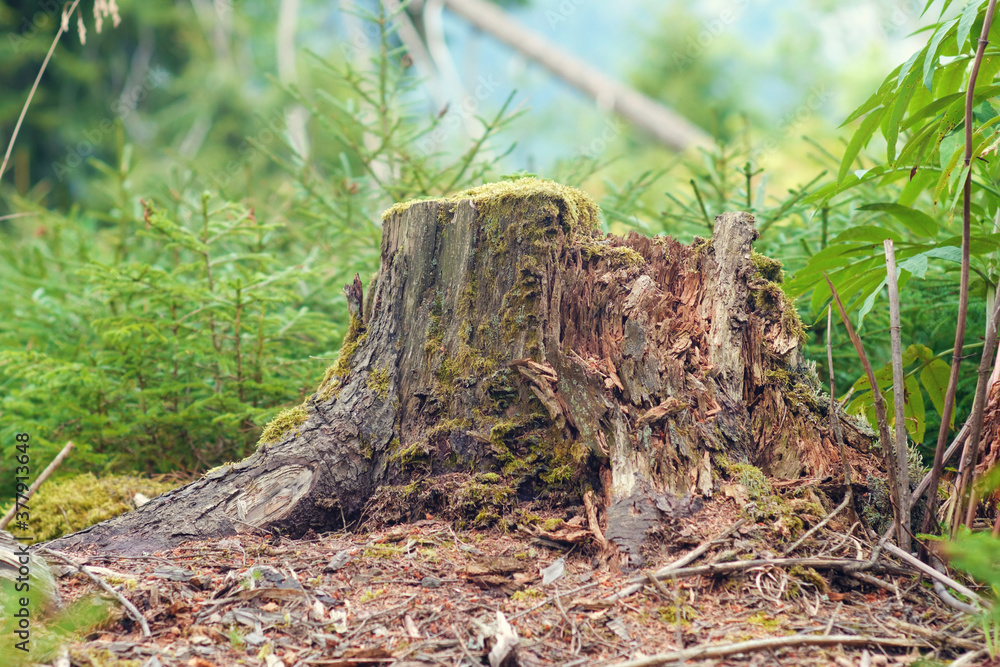  View of old tree stump covered with moss with  blurred forest background