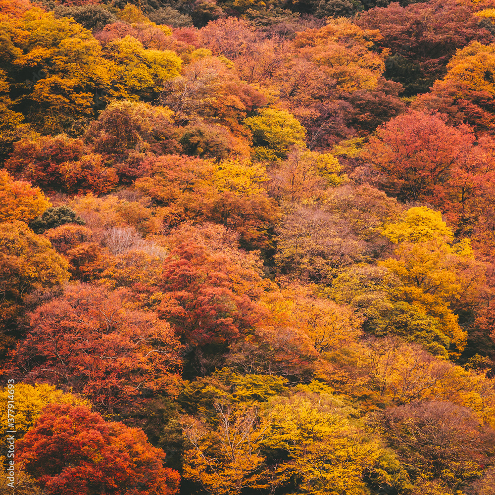 Autumn red maple tree leaf background Autumn red maple tree leaf background