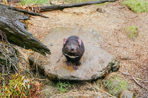 Tasmanian Devil in Tasmania Australia photo