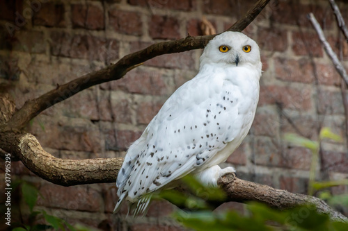 A snow owl sitting on a branch in its indoor enclosure in a zoo.