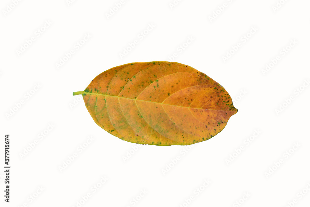 autumn leaf isolated on white autumn leaf isolated on white