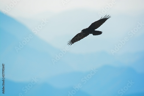 corvo imperiale  Corvus corax  silhouette volo tra le montagne