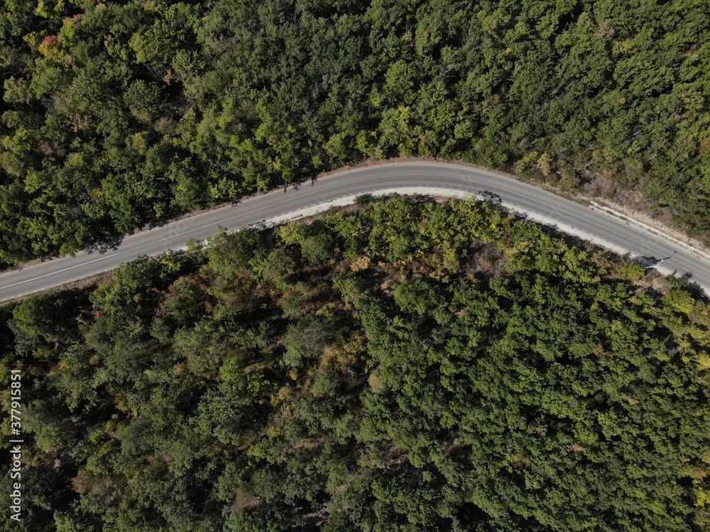 Fototapeta premium Road between the trees