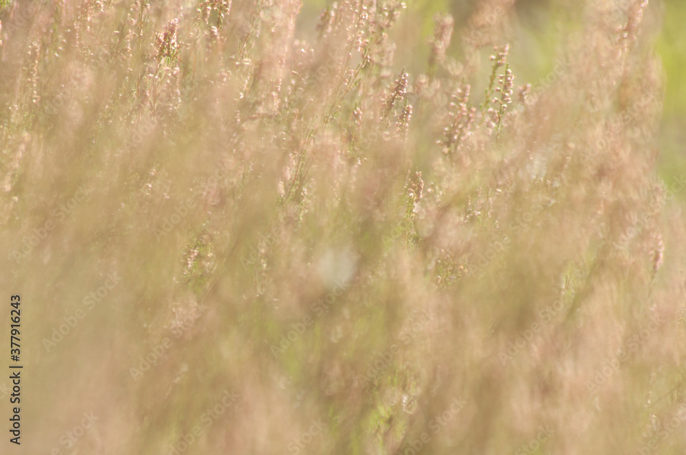 heather field. beautiful floral background, selective focus, place for text