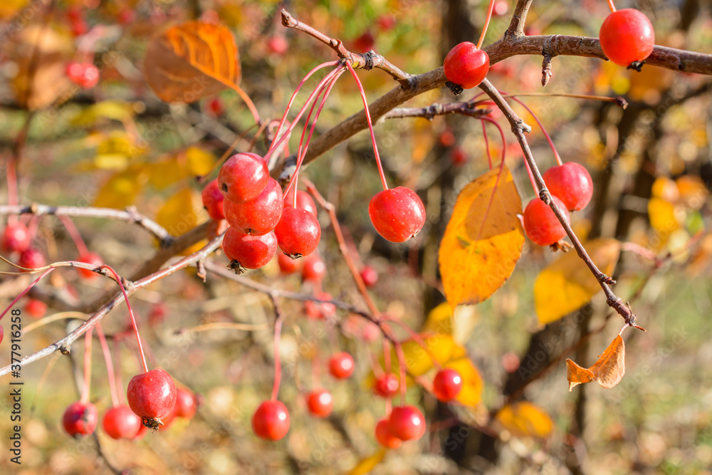 Autumn little wild apples close-up. Selective focus. Autumn little wild apples close-up. Selective focus.