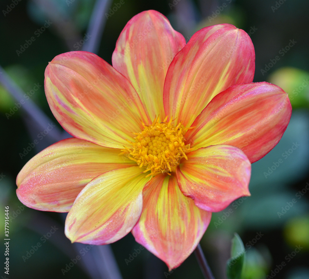 Fototapeta premium Dahlia