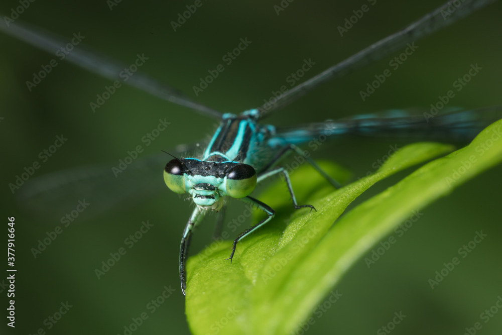 Dragonfly with big eyes close up sitting on a green leaf and looking at the camera Dragonfly with big eyes close up sitting on a green leaf and looking at the camera