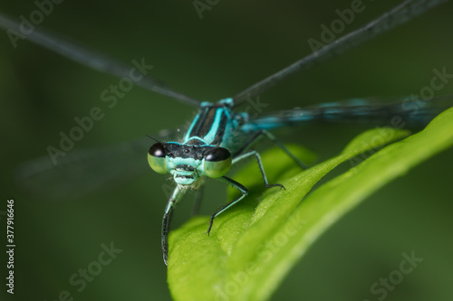 Dragonfly with big eyes close up sitting on a green leaf and looking at the camera