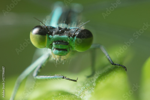 Dragonfly with big eyes close up sitting on a green leaf and looking at the camera © Abramov Maksim