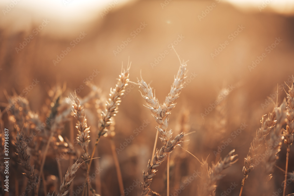 Fototapeta premium Beautiful wheat field in the countryside, late summer season.