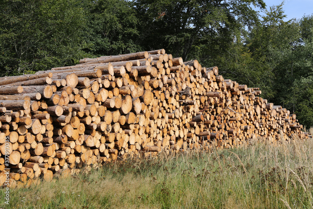 Gerodetes Holz im Harz