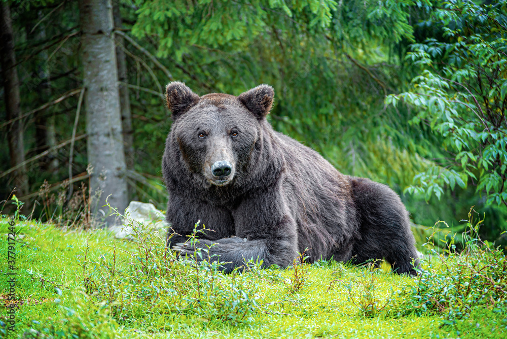 Brown bear in the forest. A bear looking for food in its natural environment.