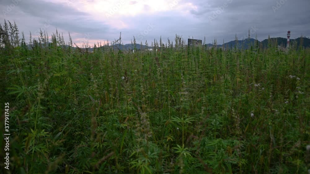 Hemp, (Cannabis sativa), also called industrial hemp, growing on farming field near small town. Wide angle, tilt up, real time Hemp, (Cannabis sativa), also called industrial hemp, growing on farming field near small town. Wide angle, tilt up, real time