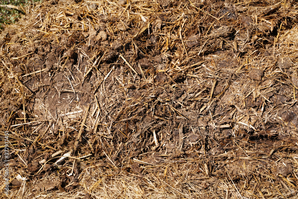 Mist Misthaufen Pferdedmist Pferdeäpfel Stock Photo Adobe Stock