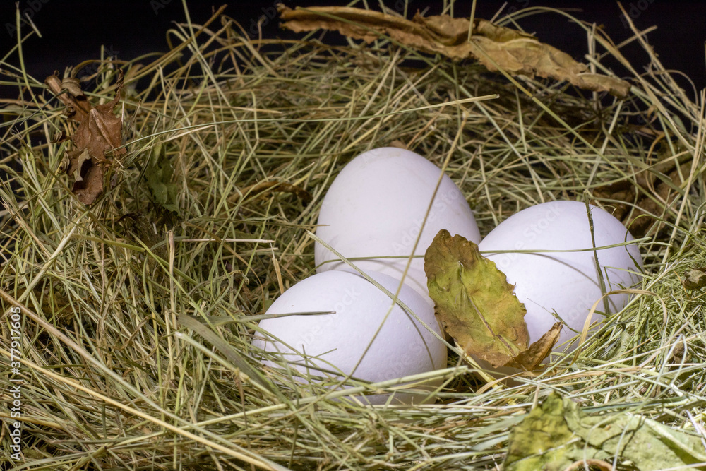 Chicken eggs in the nest. Chicken eggs in the nest.
